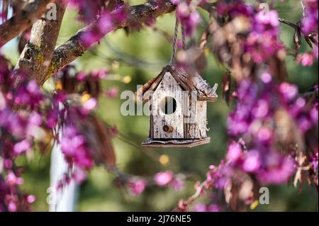 Schöner Futterhäuschen für Vögel in Form eines Hauses, das an den Zweigen eines Baumes zwischen violetten Blumen hängt Stockfoto