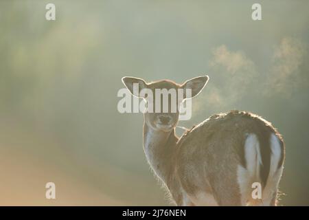 Damwild (Dama dama), Lichtung, Wiese, stehend, Kamera ansehen Stockfoto