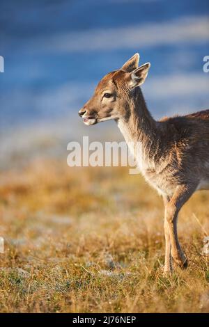 Damwild (Dama dama), Lichtung, Wiese, seitlich, stehend Stockfoto