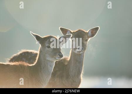 Damwild (Dama dama), Lichtung, Wiese, stehend, Kamera ansehen Stockfoto