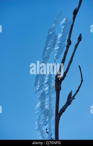 Eiskristalle auf Pflanzenresten, Bayern, Deutschland Stockfoto