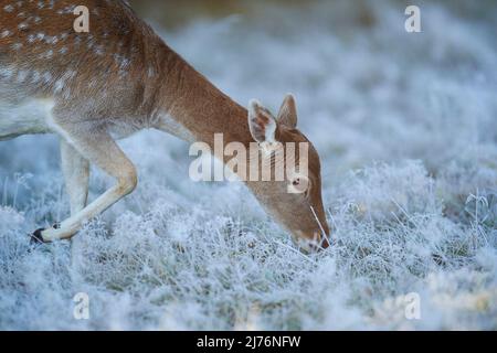 Damwild (Dama dama), Lichtung, Wiese, seitlich, stehend Stockfoto