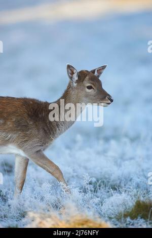 Damwild (Dama dama), Lichtung, Wiese, seitlich, stehend Stockfoto