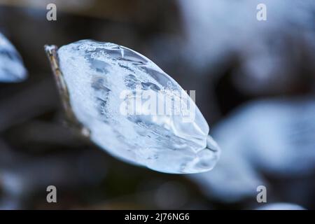 Eiskristalle auf Pflanzenresten, Bayern, Deutschland Stockfoto