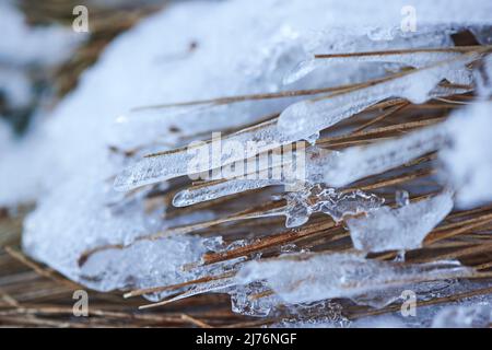 Eiskristalle auf Pflanzenresten, Bayern, Deutschland Stockfoto