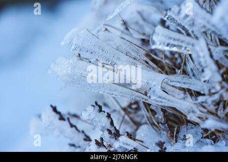Eiskristalle auf Pflanzenresten, Bayern, Deutschland Stockfoto
