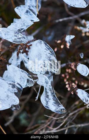 Eiskristalle auf Pflanzenresten, Bayern, Deutschland Stockfoto