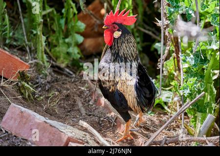 Schöner Hahn mit schwarzem Fell mit goldenen Details, langem schwarzen Schwanz und rotem Kamm, der durch das Feld läuft Stockfoto