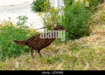 Nosy Weka Vögel fordern Futter von Wanderern am Abel Tasman Coast Track, Neuseeland Stockfoto