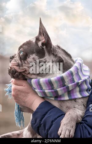 Französische brindlblaue Bulldogge in einem Schal sitzt in Nahaufnahme auf den Händen Stockfoto