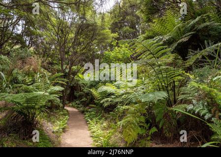 Abel Tasman Coast Track führt durch den tropischen Dschungel, Neuseeland Stockfoto