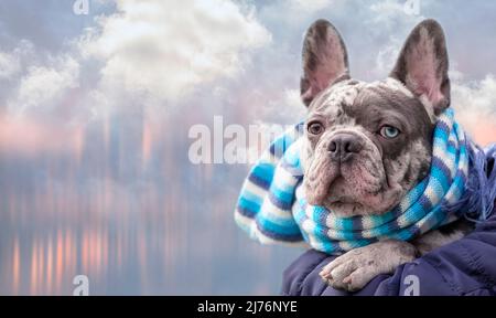 Französische Bulldogge im Schal auf dem Hintergrund mit verschwommener Stadt und Wolken, brindroblau mit anderen Augen Stockfoto