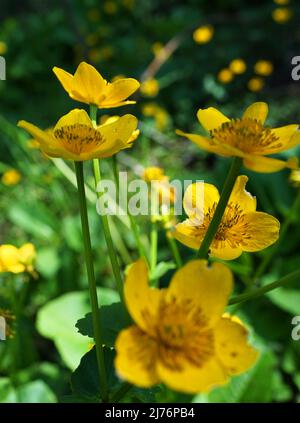 Marsh-Ringelblume oder Königspatze (Captcha palustris) ist eine kleine bis mittelgroße mehrjährige krautige Pflanze der Familie der Butterblume. Es ist in Sümpfen, fe, beheimatet Stockfoto