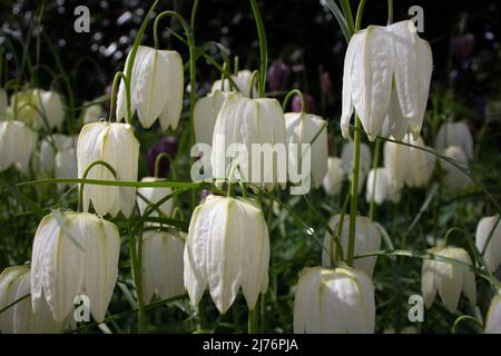 Fritillaria meleagris (Fritillaria meleagris) in einem natürlichen Waldgebiet Stockfoto
