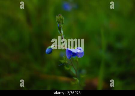 Waldforget-me-not (Myosotis sylvatica) ein einzelner isolierter Stamm von Waldforget me nicht mit typischen blassblauen Blüten Stockfoto