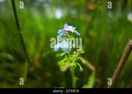 Waldforget-me-not (Myosotis sylvatica) ein einzelner Stamm mit typischen blassblauen Blüten mit gelben Zentren Stockfoto