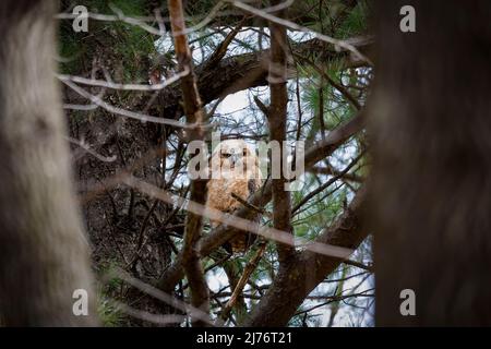 Weibliche Hornkauz (Bubo virginianus) mit erwachsenen Jungvögeln Stockfoto