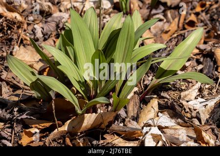 Wilde Rampen - Bärlauch ( Allium tricoccum), allgemein bekannt als Rampe, Rampen, Frühlingszwiebeln, Wildleek, Holzleek. Nordamerikanische Art von wildem Onio Stockfoto