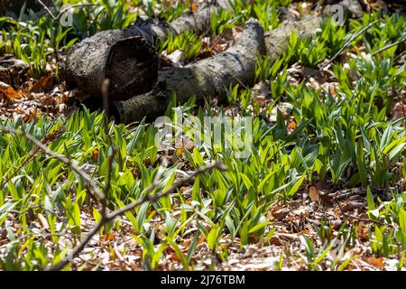 Wilde Rampen - Bärlauch ( Allium tricoccum), allgemein bekannt als Rampe, Rampen, Frühlingszwiebeln, Wildleek, Holzleek. Nordamerikanische Art von wildem Onio Stockfoto