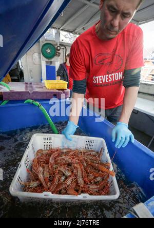 Richmond, British Colombia, Kanada. 6. Mai 2022. Ein Fischer bereitet am 6. Mai 2022 in Steveston Fisherman's Wharf in Richmond, British Columbia, Kanada, Garnelen vor. Die diesjährige Erntezeit der Spotgarnelen von British Columbia hat begonnen und wird 30 bis 40 Tage dauern. (Foto von Liang Sen/Xinhua) Quelle: Xinhua/Alamy Live News Stockfoto