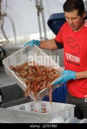 Richmond, British Colombia, Kanada. 6. Mai 2022. Ein Fischer bereitet am 6. Mai 2022 in Steveston Fisherman's Wharf in Richmond, British Columbia, Kanada, Garnelen vor. Die diesjährige Erntezeit der Spotgarnelen von British Columbia hat begonnen und wird 30 bis 40 Tage dauern. (Foto von Liang Sen/Xinhua) Quelle: Xinhua/Alamy Live News Stockfoto