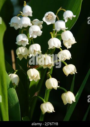 Weiße Maiglöckchen (Convallaria majalis) blühen auf dunkelgrünem Hintergrund Stockfoto