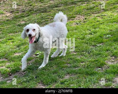 Ein glücklicher „Putsch“, der an einem Frühlingstag im Prospect Park, Brooklyn, New York, herumhallte. Stockfoto