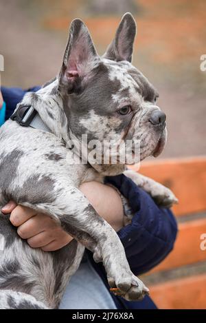 Französische brindlblaue Bulldogge sitzt in Nahaufnahme auf den Händen Stockfoto