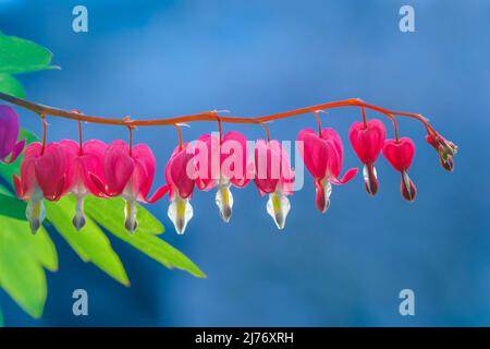 Tränendes Herz Blumen Stockfoto