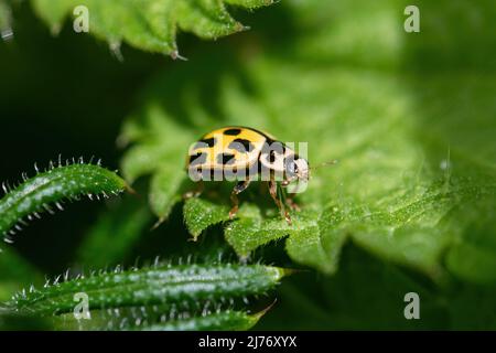 Marienkäfer mit 14 Punkten (Propylea quattuordecimpunctata, vierzehn Punkte), gelbes und schwarzes Insekt oder Käfer auf Brennnesselblatt, Großbritannien Stockfoto
