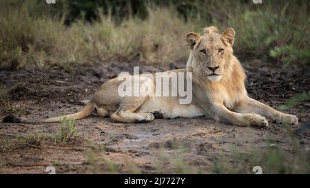 Porträt eines jungen männlichen Löwen, der in Balule Reserve, Kruger National Park, Olifants West, Südafrika, ruht. Stockfoto