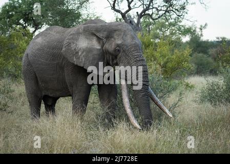 Elefantenbulle mit großen Stoßzähnen in Balule Reserve, Olifants West, Greater Kruger, Südafrika. Stockfoto