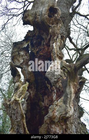 Überreste Der Gog- Und Magog-Bäume In Glastonbury Stockfoto