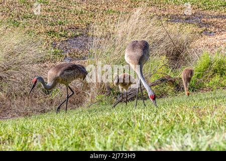 Sandhill Kranfamilie auf der Nahrungssuche entlang eines Teiches im Sweetwater Feuchtgebiet Park Stockfoto