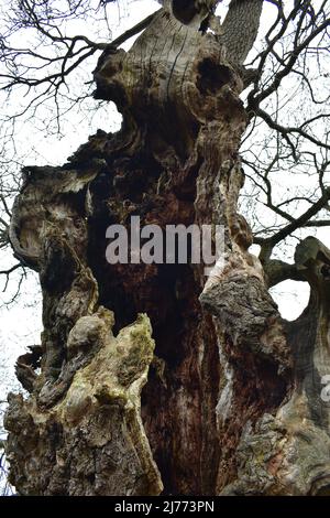 Überreste Der Gog- Und Magog-Bäume In Glastonbury Stockfoto