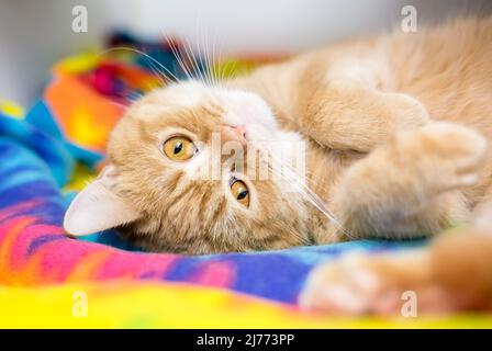 Eine niedliche orange gestromte Ingwerkatze, die kopfüber auf einer bunten Decke liegt Stockfoto