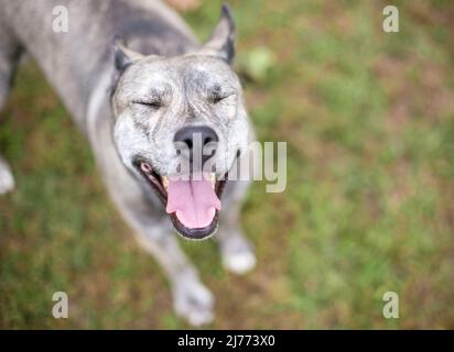 Ein Mischlingshund mit geschlossenen Augen und einem fröhlichen Lächeln Stockfoto