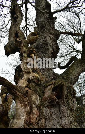 Überreste Der Gog- Und Magog-Bäume In Glastonbury Stockfoto