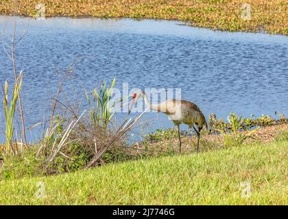 Sandhill-Kran, der an einem Teich im Sweetwater-Feuchtgebiet-Park steht Stockfoto