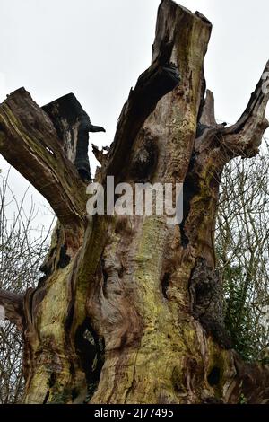 Überreste Der Gog- Und Magog-Bäume In Glastonbury Stockfoto