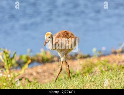 Süßer junger Sandhill-Kran, der an einem kleinen Teich im Sweetwater-Feuchtgebiet-Park entlang läuft Stockfoto