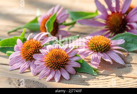 Blühende Blütenköpfe oder Echinacea-Blüten auf Holzhintergrund aus der Nähe. Stockfoto