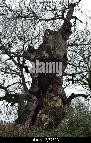 Überreste Der Gog- Und Magog-Bäume In Glastonbury Stockfoto