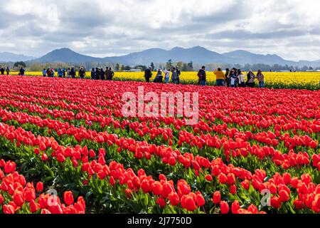 Im Skagit Valley im Bundesstaat Washington während der Frühjahrssaison gibt es im Skagit Valley im Bundesstaat Washington lebendige Tulpen in verschiedenen Farben. Stockfoto