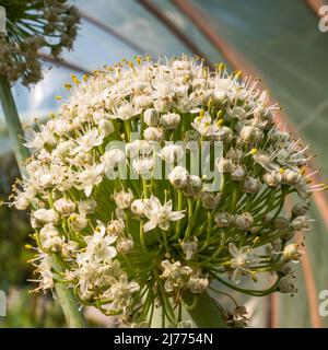 Blühende Zwiebelblütenkopf im Garten. Nahaufnahme. Stockfoto