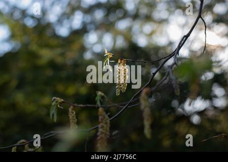 Lange Kätzchen von Erle oder Birke gegen Frühlingssonnenstrahlen. Stockfoto