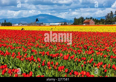 Im Skagit Valley im Bundesstaat Washington während der Frühjahrssaison gibt es im Skagit Valley im Bundesstaat Washington lebendige Tulpen in verschiedenen Farben. Stockfoto