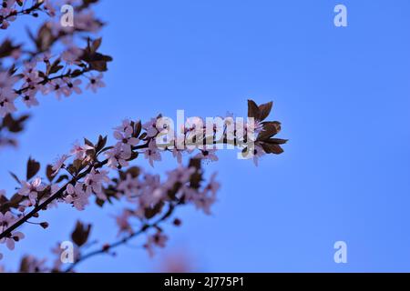 Zweige rosa Kirschblüten, blauer Himmel ohne Wolken Stockfoto