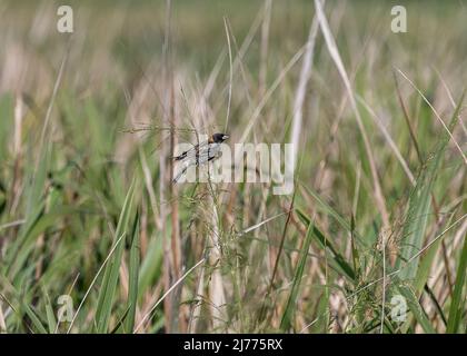 Bobolink in den hohen Sumpfgräsern in Gainesville, während sie auf ihrer jährlichen Wanderung durch Florida reisen. Stockfoto