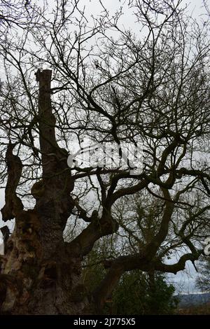 Überreste Der Gog- Und Magog-Bäume In Glastonbury Stockfoto